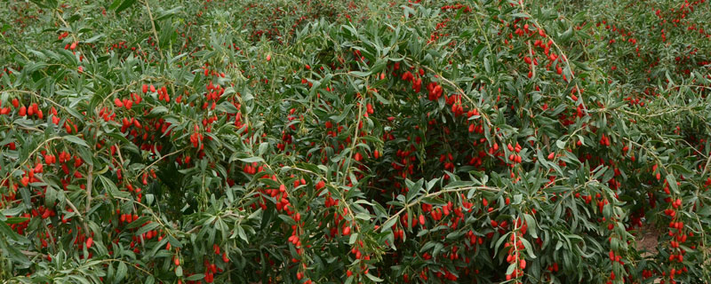 未來幾年什么藥材會緊缺很有市場