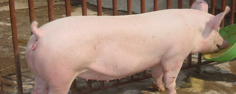 小母豬多大可以配種