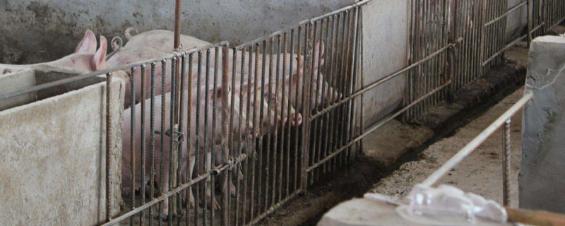 農村豬圈建法