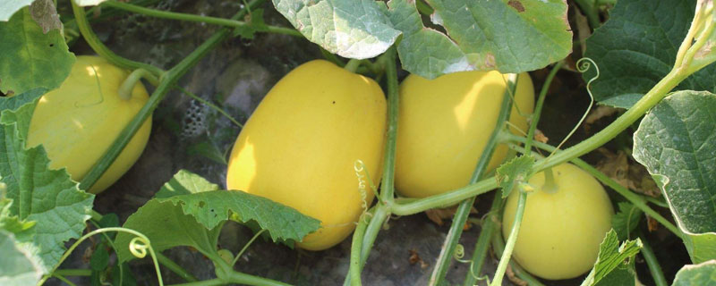 什么時候種香瓜