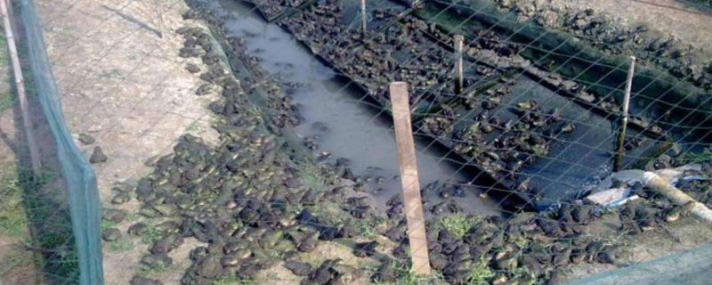 牛蛙養(yǎng)殖對(duì)環(huán)境的危害