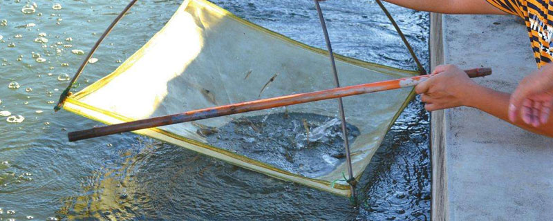 對蝦養(yǎng)殖水質(zhì)大全