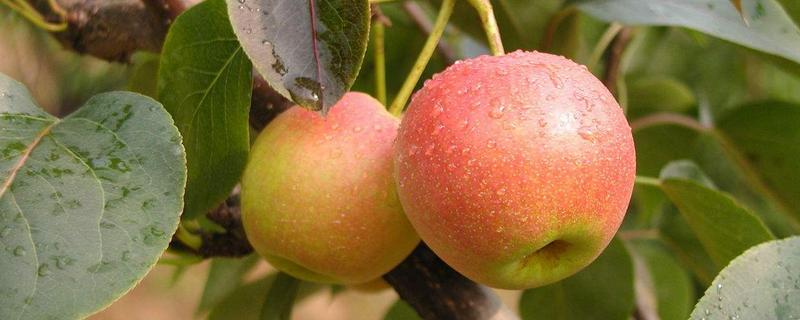 南果梨價格多少錢一斤