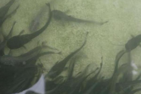 鯰魚養殖環境