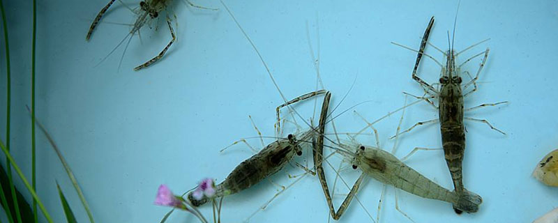 河蝦養(yǎng)殖需要什么條件