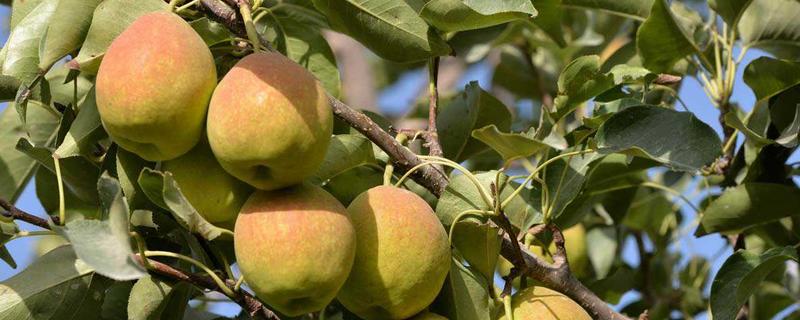 庫爾勒香梨批發價格多少錢一斤