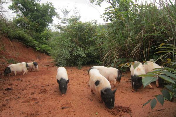 農村養殖業什么賺錢