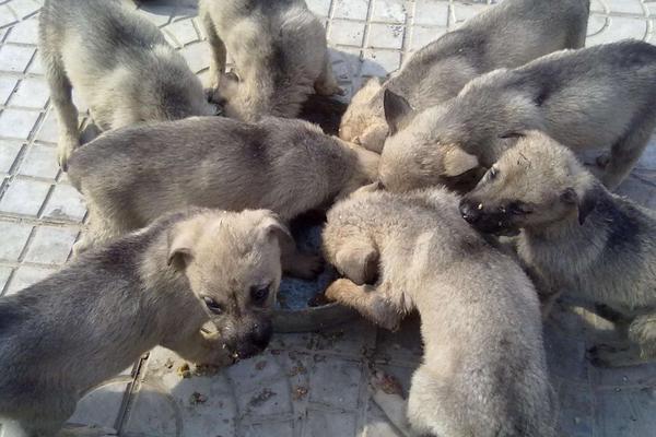 農村養殖業什么賺錢