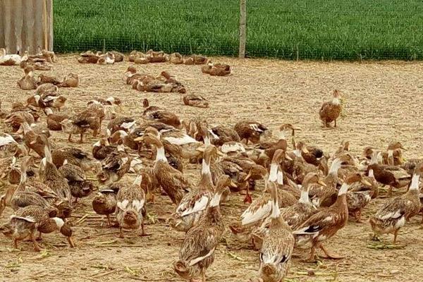 農村養殖業什么賺錢