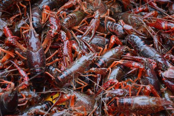 農村養殖業什么賺錢