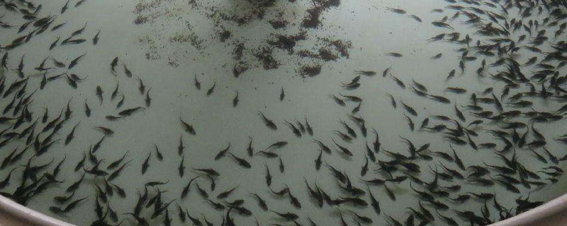 鱘魚養多少年產卵