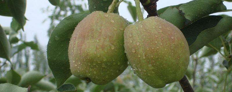 香梨價格多少錢一斤