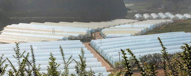 養雞場大棚投資多少錢