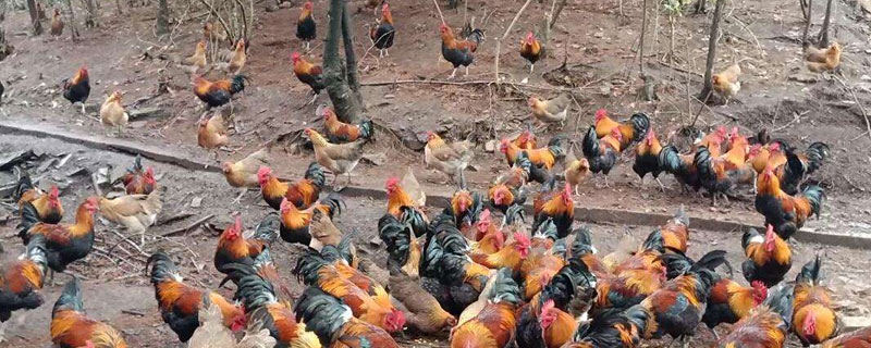 林下養雞需要什么手續