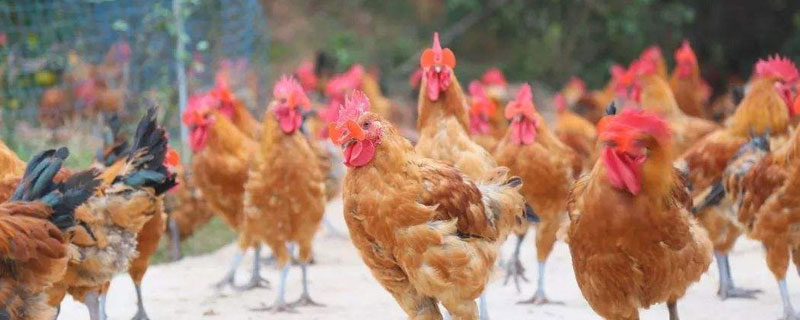 林下養(yǎng)雞用什么圍網(wǎng)