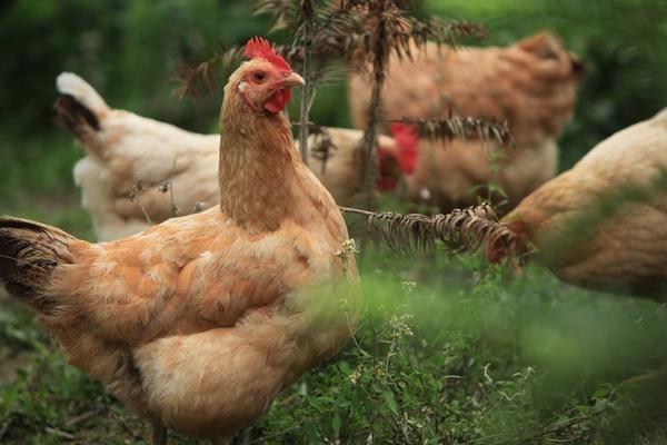 林下養雞用什么圍網
