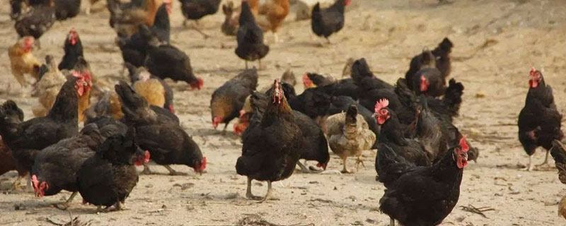 農村養雞要辦什么證