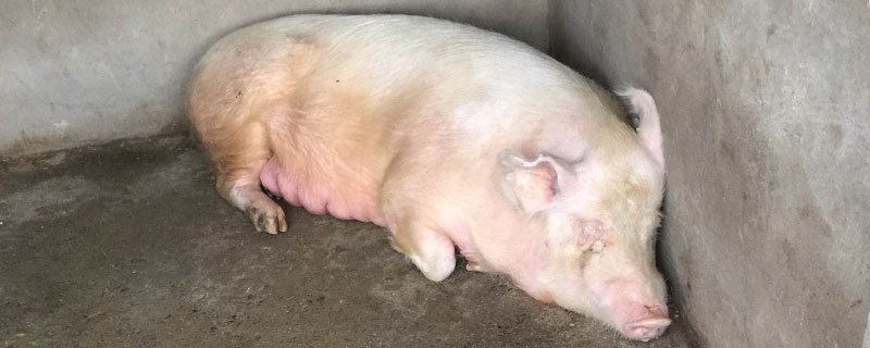 老母豬淘汰后怎么處理