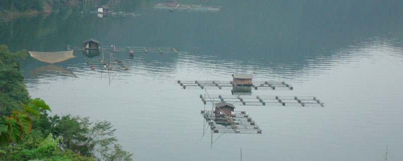 淡水養殖什么魚利潤高