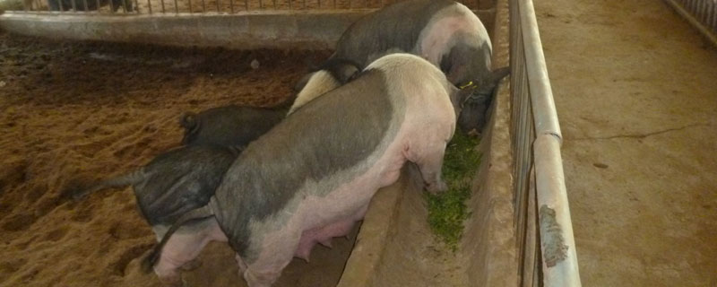 母豬養殖10頭利潤