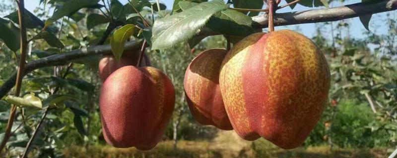 早酥紅梨價(jià)格多少錢一斤