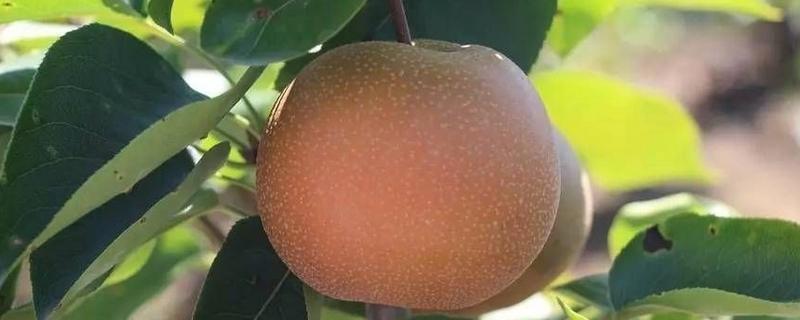 風水梨價格多少錢一斤