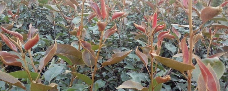 早酥紅梨苗多少錢一棵