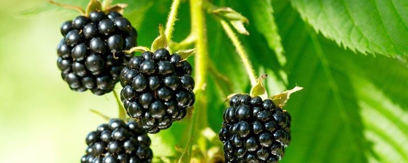 中國北方能種黑莓嗎