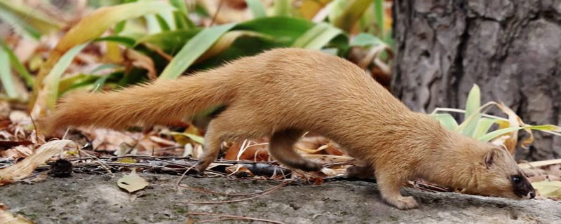 養雞場有黃鼠狼怎么辦