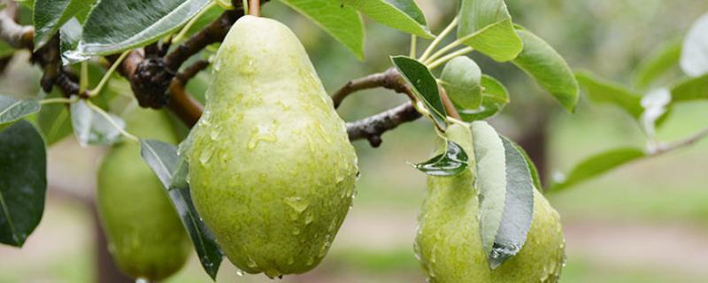 巴梨價格多少錢一斤