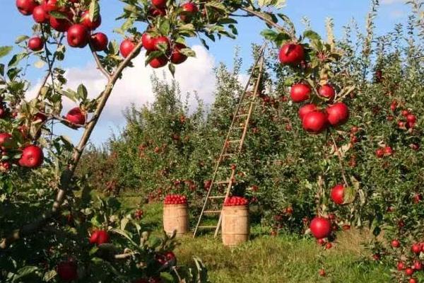 農村干什么能致富