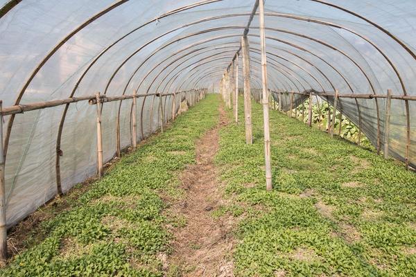 農村干什么能致富