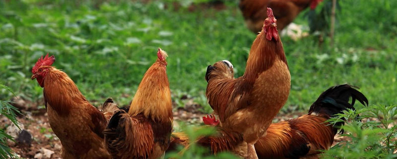 新手養(yǎng)雞技術(shù)基礎(chǔ)