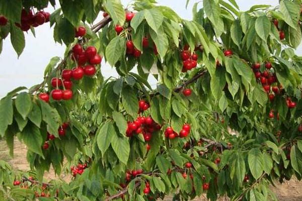 櫻桃種植條件