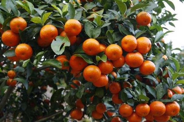 砂糖桔適宜種植地區