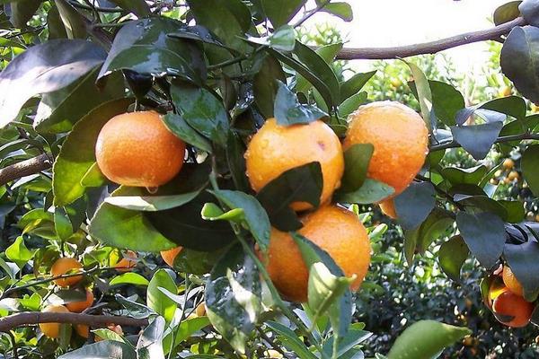 砂糖桔適宜種植地區