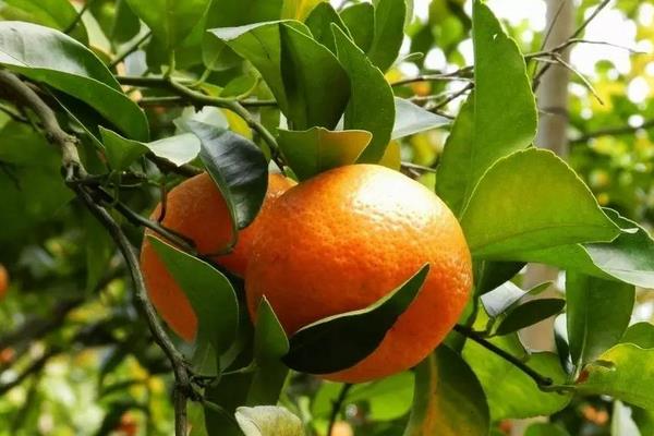 砂糖桔適宜種植地區