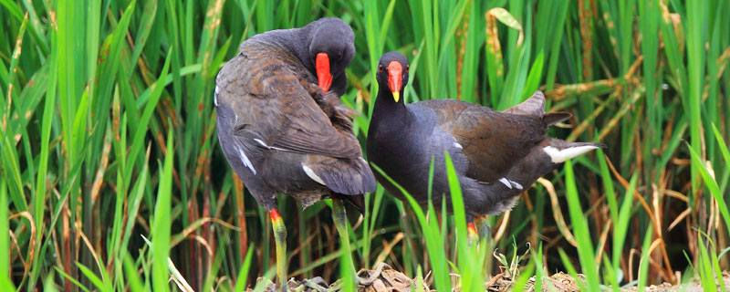 黑水雞養殖是騙局嗎 黑水雞允許人工養殖嗎