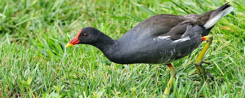 黑水雞養殖技術與繁殖方法 黑水雞吃什么