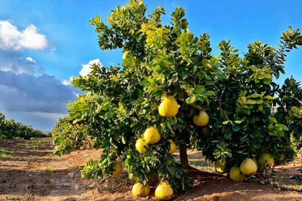 柚子種植條件