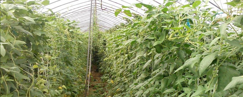 大棚長(zhǎng)豆角什么時(shí)候種 大棚豆角畝產(chǎn)多少斤