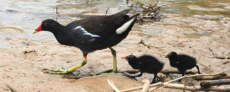 黑水雞養殖市場前景和利潤分析 養黑水雞投資大嗎