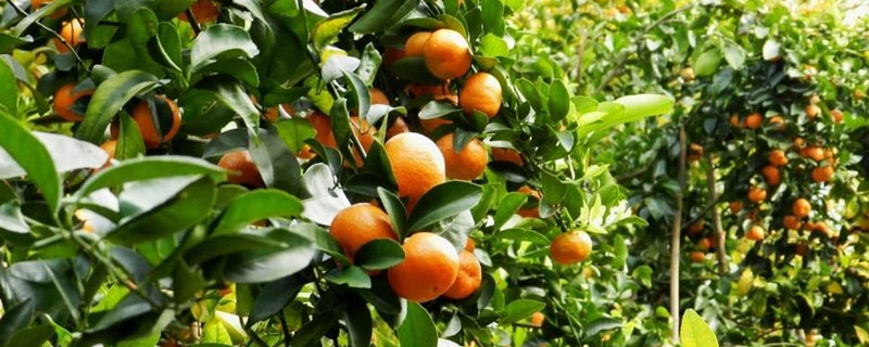 金秋砂糖桔的缺點