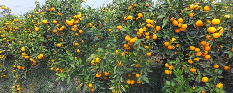 砂糖桔適宜種植地區