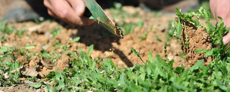 怎么在農村快速致富