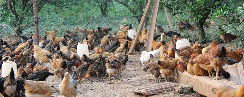 2019年適合在農村創業的好項目有哪些