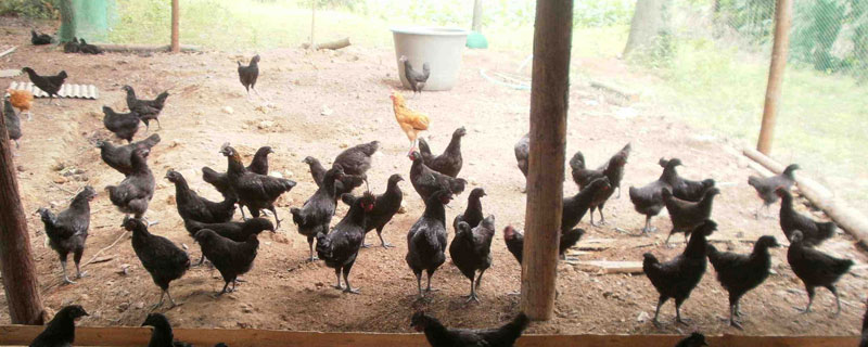 2019年10個農村不起眼的商機