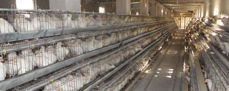 在農村干什么掙錢最快