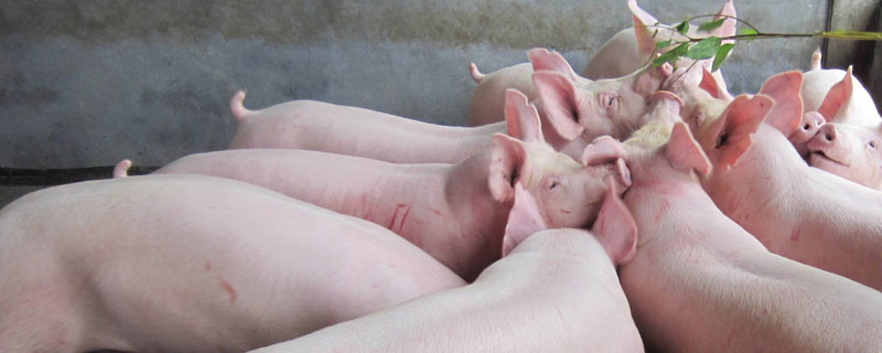 母豬可以長期喂白菜嗎