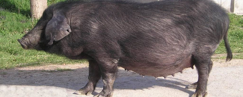 蘇太母豬多少錢一頭